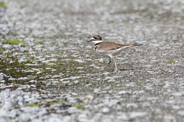 Killdeer Fågel Marken Vancouver Kanada — Stockfoto