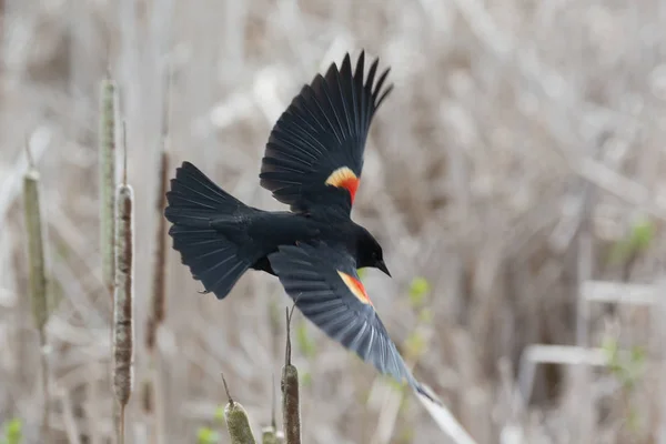 Red winged blackbird — Stock Fotó