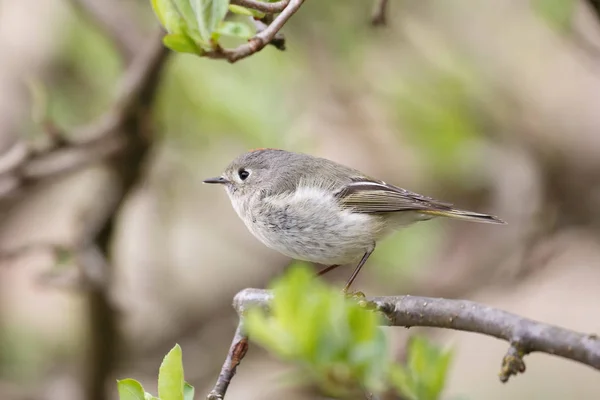 Ruby koronowany Kinglet — Zdjęcie stockowe