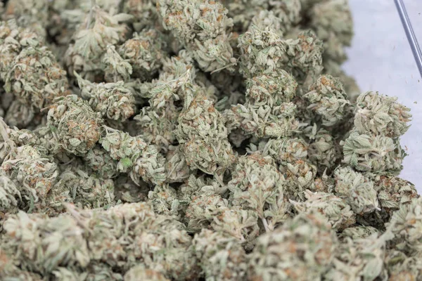Cannabis marijuana buds — Stock Photo, Image