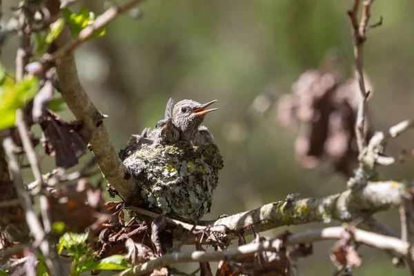 Annas Hummingbird Chicks — Stock Photo, Image