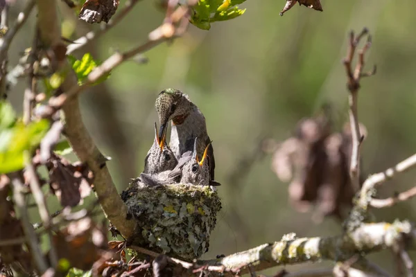 Annas Hummingbird Feeds Chick — Stockfoto