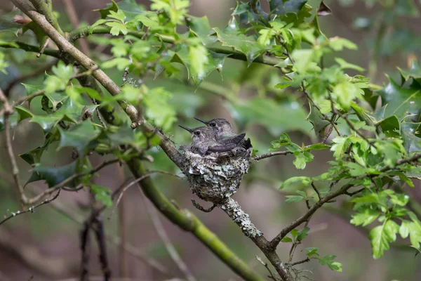 Annas Hummingbird Chicks — Stock Photo, Image