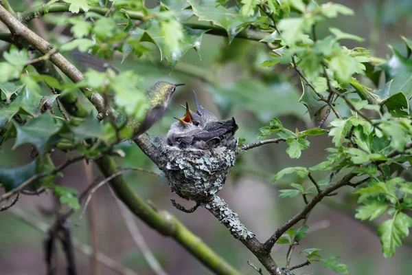 Annas colibrí alimenta a polluelo — Foto de Stock
