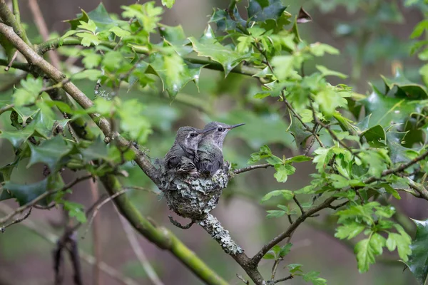 Οι νεοσσοί Hummingbird Άννας — Φωτογραφία Αρχείου