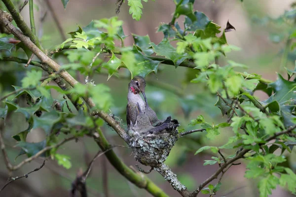 Annas Hummingbird Feeds Chick — Stockfoto