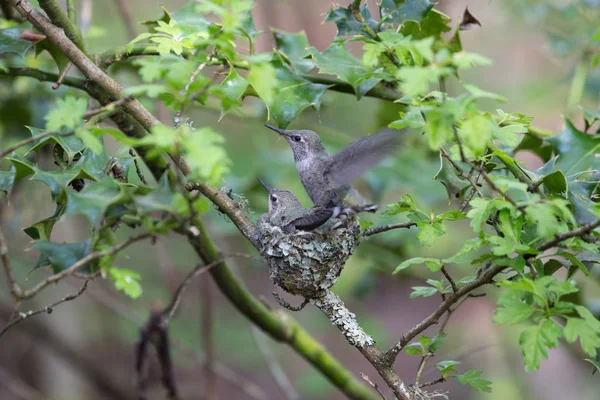 Annas colibrí polluelos — Foto de Stock