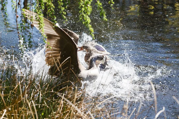 En kanadagås som attackerar en gräsand — Stockfoto