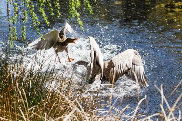 Canada goose útočí crčí — Stock fotografie