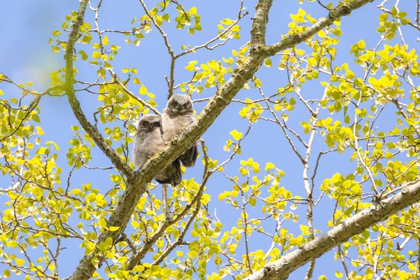 Grand hibou cornu poussin — Photo