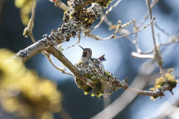 Annas Hummingbird breeding — Stock Photo, Image