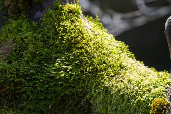 Pianta di lichene verde — Foto Stock