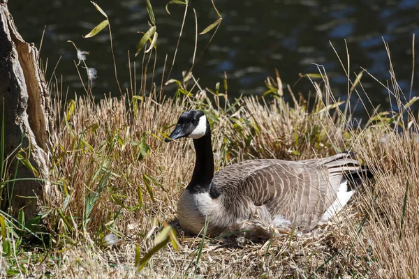 Canadian goose nest — Stockfoto