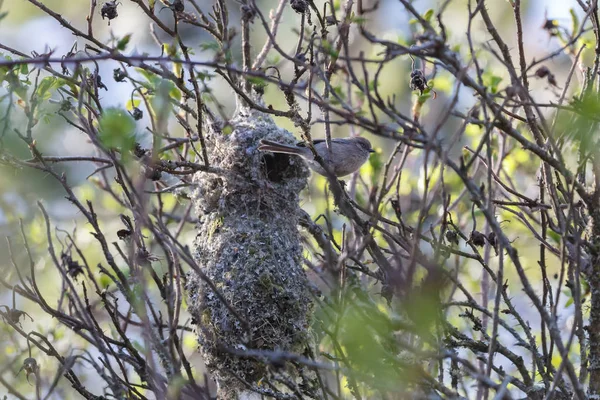 Amerykański bushtit Bird nest — Zdjęcie stockowe