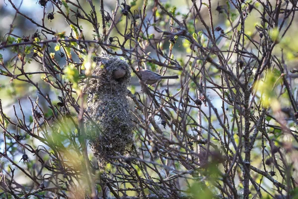 American bushtit Bird nest — Stock Photo, Image