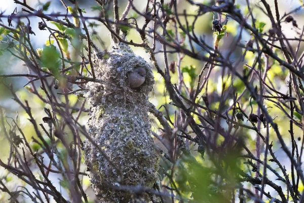 Amerikanska Stjärtmes Fågelboet — Stockfoto