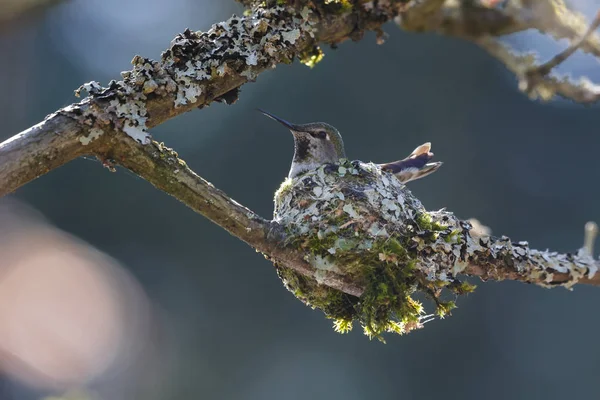 Annas Hummingbird avel Stockfoto