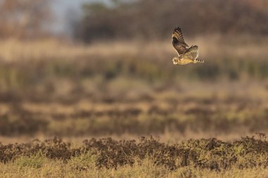 Kısa kulaklı baykuş