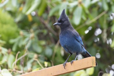 Stellers Jay kuş