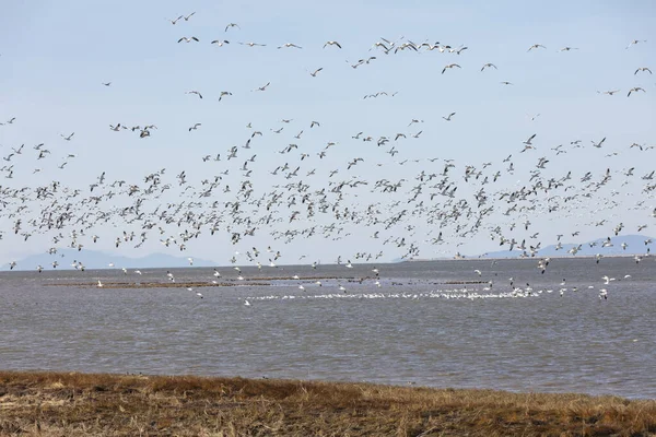 Fliegende Schneegänse — Stockfoto