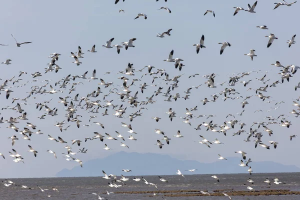 Flying Snow Geese — Stock Photo, Image