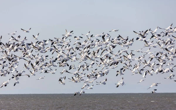 Flying Snow Geese — Stock Photo, Image