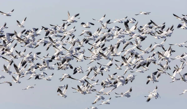 Летящие снежные гуси — стоковое фото