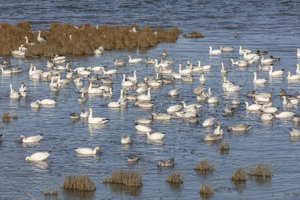 水泳｜Snow Geese — ストック写真