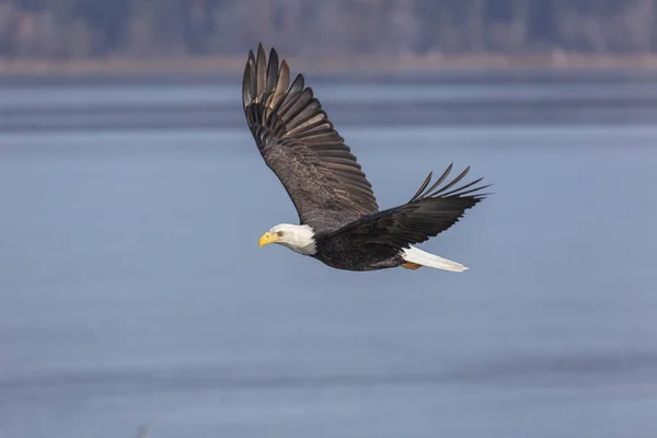 Flying Bald eagle — Stock Photo, Image