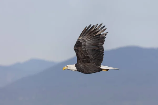 Flying Bald eagle — Stock Photo, Image