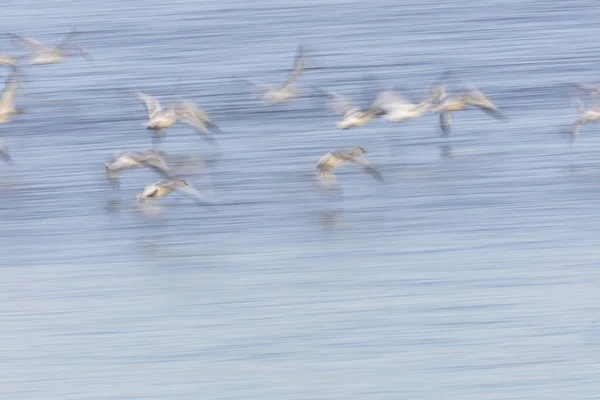 Flying Snow Geese με θαμπάδα κίνηση — Φωτογραφία Αρχείου
