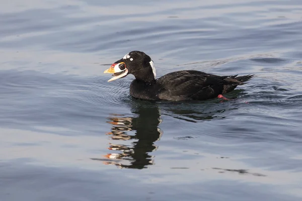 Surf Scoter bird — стоковое фото