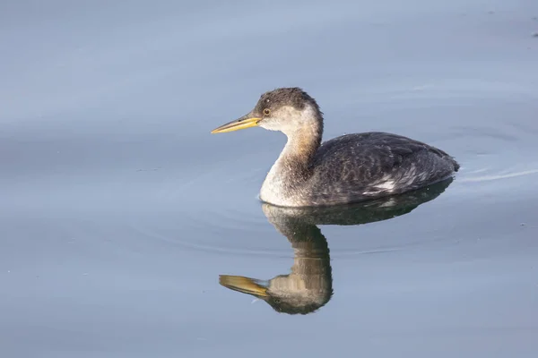 Red necked Grebe — Stock Photo, Image