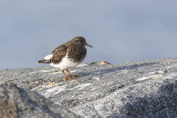 Siyah turnstone kuşu — Stok fotoğraf