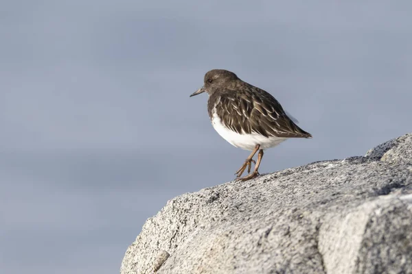 Siyah turnstone kuşu — Stok fotoğraf