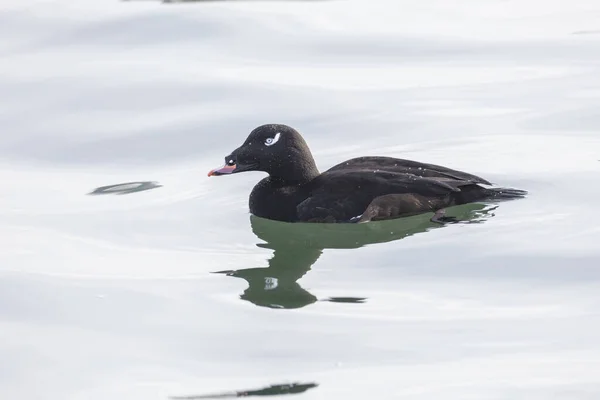 White winged Scoter bird — Stock Photo, Image