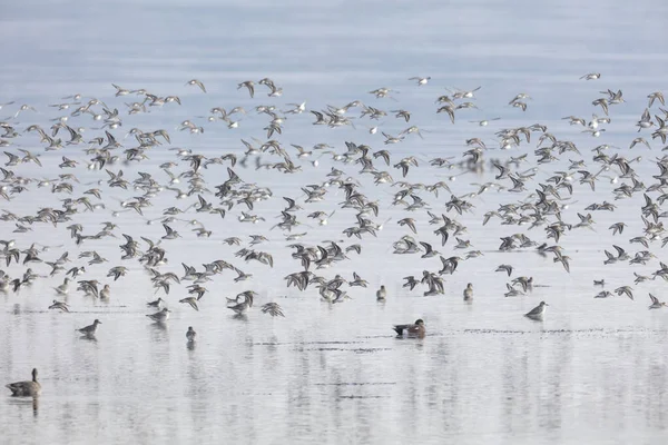 Flock of flying dunlin — Stock Photo, Image