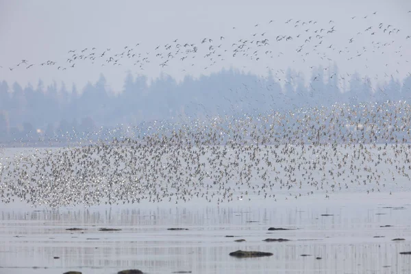 Flock av flygande sanddylin — Stockfoto