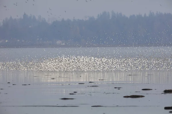 Flock of flying dunlin — стоковое фото