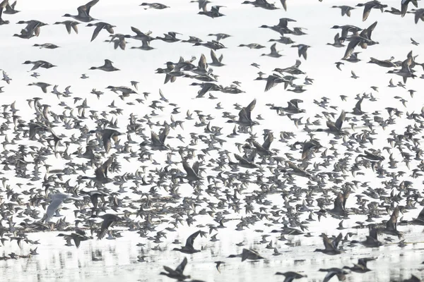Flock of flying ducks — Stock Photo, Image
