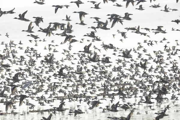 Flock of flying ducks — Stock Photo, Image