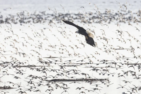 Flock of flying dunlin — стоковое фото