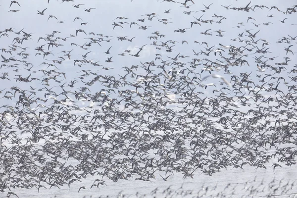 Bando de patos voadores — Fotografia de Stock