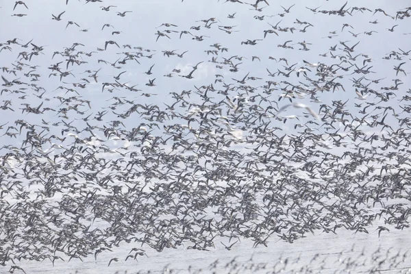 Flock of flying ducks — Stock Photo, Image