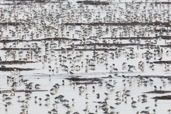 Dunlin sürüsü — Stok fotoğraf