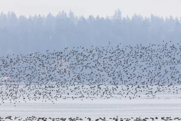 Flock av flygande sanddylin — Stockfoto