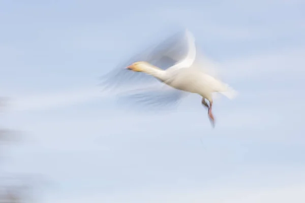 空飛ぶ雪のGeese with motion blar — ストック写真