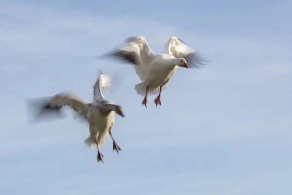 Gansos de nieve voladores con desenfoque de movimiento — Foto de Stock