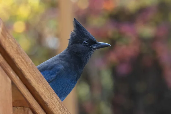 Stellers Jay vogel — Stockfoto