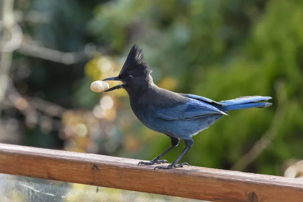 Stellers Jay vogel — Stockfoto